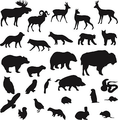 EPS 해외이미지 동물 실루엣 야생동물 일러스트 곰 포유류 자연 조류 사슴 생물 동물원 세트 뱀 위험 수집 사파리 만족 펭귄 황소 다람쥐 영양 여우 육식동물 악어 얼룩말 유인원 표범 내추럴 동물상 해외202004 해외일러스트 감정 컨셉 파충류 촬영기법 조형물 말_동물 소 설치류 생태계 파일형식 벡터 이미지허브