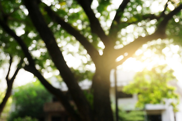 포토 JPG 해외이미지 나무 식물 디자인 계절 공원 길 여행 백그라운드 잎 패턴 자연 벽지 추상 사람없음 야외 목재 초록색 빛 햇빛 태양 환경 정원 맑음 봄 산책 수확 신선 소프트포커스 숲 에코 질감 보케 부드러움 내추럴 광 블러 효과 해외202004 해외포토 자연요소 공공시설 컬러 무늬 농업 재료 날씨 휴식 촬영기법 감각 생태계 파일형식 이미지허브