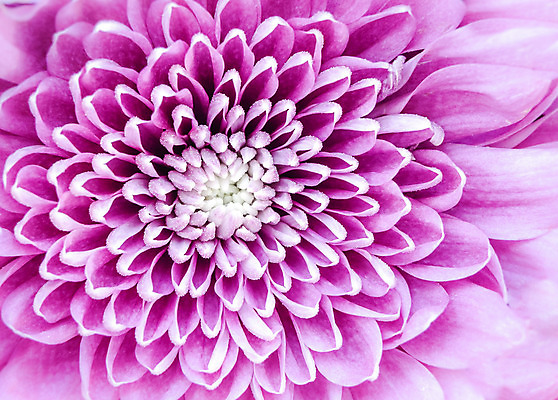 포토 JPG 해외이미지 식물 계절 꽃잎 꽃 분홍색 백그라운드 꽃무늬 패턴 오렌지 자연 추상 발렌타인데이 사람없음 장식 빨간색 초록색 물 파란색 컬러풀 노란색 머리 정원 보라색 봄 벚꽃 흰색 신선 개화 닫기 떨어짐 이슬 제비꽃 묘사 질감 데이지 거베라 내추럴 고립 해외202004 해외포토 자연요소 컬러 컨셉 무늬 과일 모션 데이이벤트 신체부위 생태계 파일형식 이미지허브