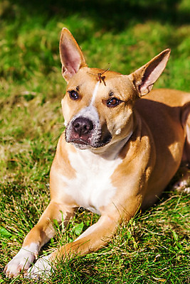 포토 JPG 해외이미지 동물 공원 행복 곤충 백그라운드 밭 공 건강 앉기 사람없음 초록색 빛 반려동물 태양 일출 봄 개 잠자리 비글 송곳니 기르기 해외202004 해외포토 자연요소 계절 공공시설 감정 컬러 농업 포유류 모션 노을 치아 돌봄 파일형식 이미지허브