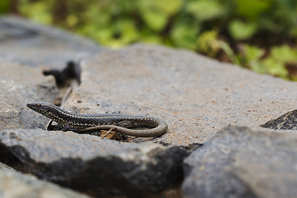 포토 JPG 해외이미지 벽 섬 파충류 사람없음 빛 산타클로스 와인 닫기 작음 포르투갈 도마뱀 암초 서식지 특별함 현무암 해외202004 해외포토 동물 유럽 컨셉 크리스마스 모션 주류 크기 화산암 파일형식 이미지허브