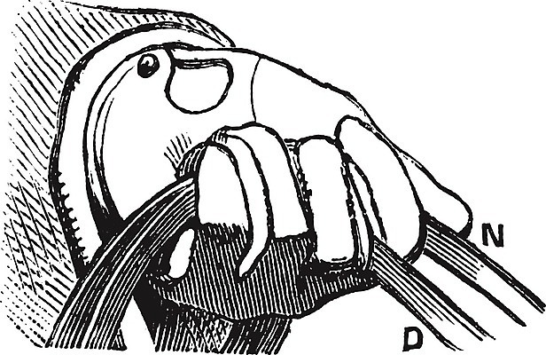 EPS 해외이미지 손 디자인 스포츠 일러스트 손가락 기술 미술 사람 검은색 장비 운전 수확 골동품 흰색 잡기 승차 가죽 스케치 방향 통제 오브젝트 그림 심플 마차 판화 굴레 옛날 제어 해외202004 해외일러스트 교통수단 컬러 농업 모션 문화예술 신체부위 파일형식 벡터 이미지허브