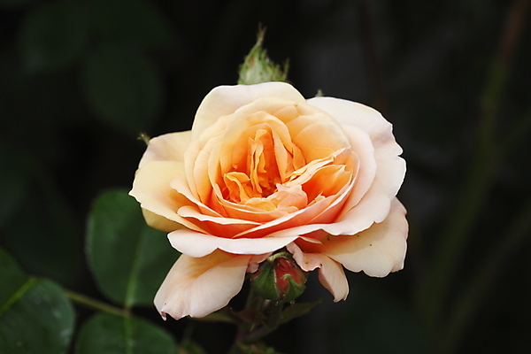 포토 JPG 해외이미지 꽃 오렌지 독일 사람없음 야외 장미 싱글 살구 해외202004 해외포토 식물 유럽 과일 파일형식 이미지허브