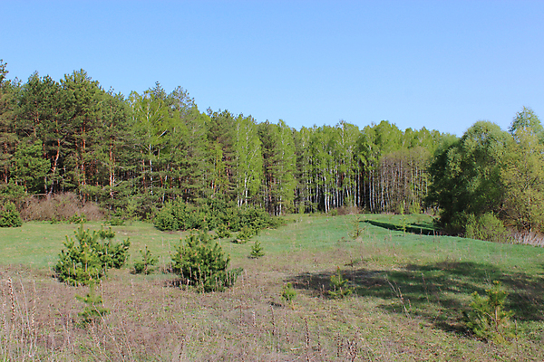 포토 JPG 해외이미지 나무 구름 계절 꽃잎 꽃 백그라운드 밭 자연 하늘 풍경 사람없음 여름 신선 소나무 뜨거움 파편 숲 그림 아로마 천국 아로마테라피 땅바닥 막자 해외202004 해외포토 자연요소 식물 농업 바닥 생태계 테라피 파일형식 이미지허브