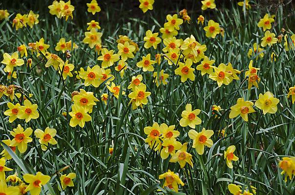포토 JPG 해외이미지 식물 계절 꽃잎 꽃 백그라운드 자연 사람없음 햇빛 태양 노란색 정원 맑음 봄 벚꽃 시간 개화 큼 과수원 묘사 수선화 내추럴 해외202004 해외포토 자연요소 컬러 농업 날씨 크기 생태계 파일형식 이미지허브