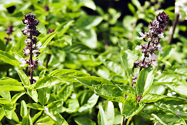 포토 JPG 해외이미지 식물 줄기 잎 재료 자연 사람없음 초록색 건강관리 흰색 나뭇가지 약초 허브 향신료 향기 아로마테라피 바질 영원 해외202004 해외포토 나무 컬러 건강 관리 풀_식물 생태계 냄새 테라피 향미료 파일형식 이미지허브