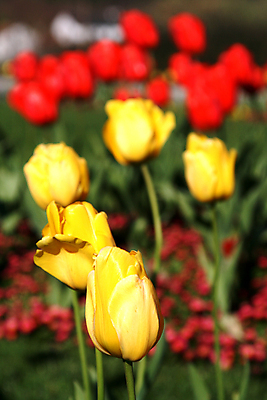 포토 JPG 해외이미지 식물 계절 공원 꽃 꽃다발 백그라운드 잎 꽃무늬 밭 자연 부활절 발렌타인데이 3 사랑 사람없음 야외 초록색 여름 컬러풀 햇빛 태양 정원 보라색 침묵 봄 튤립 벚꽃 광선 하트 축하 신선 닫기 5월 꽃집 엽서 내추럴 강렬 블러 해외202004 해외포토 자연요소 모양 공공시설 기념일 감정 컬러 컨셉 무늬 농업 모션 데이이벤트 상점 소리 날짜 편지 생태계 파일형식 이미지허브