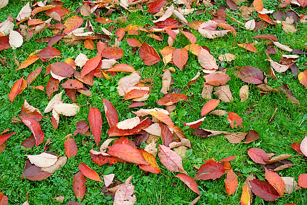 포토 JPG 해외이미지 나무 식물 계절 공원 백그라운드 단풍 잎 패턴 오렌지 자연 풍경 사람없음 야외 장식 빨간색 초록색 컬러풀 노란색 디지털 침묵 산책로 할로윈 달력 가을 나뭇가지 변화 더위 숲 질감 서식 순환 모음 추수감사절 사이클링 정맥 플라타너스 해외202004 해외포토 공공시설 기독교 길 컬러 컨셉 무늬 과일 모션 날씨 한글 소리 육상스포츠 생태계 혈관 파일형식 이미지허브