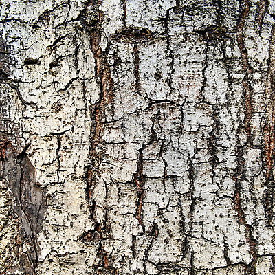 포토 JPG 해외이미지 나무 식물 백그라운드 패턴 자연 표면 추상 건조 사람없음 야외 목재 갈색 환경 껍질 거친 균열 숲 피부 묘사 부식 질감 나무껍질 잡동사니 외양간 골절 그런지 수목 옛날 해외202004 해외포토 컬러 무늬 재료 의학 모션 신체부위 생태계 파일형식 이미지허브
