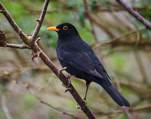 포토 JPG 해외이미지 야생동물 겨울 오렌지 자연 조류 바람 사람없음 나뭇가지 숲 깃털 해외202004 해외포토 자연요소 나무 동물 계절 과일 날씨 생태계 파일형식 이미지허브