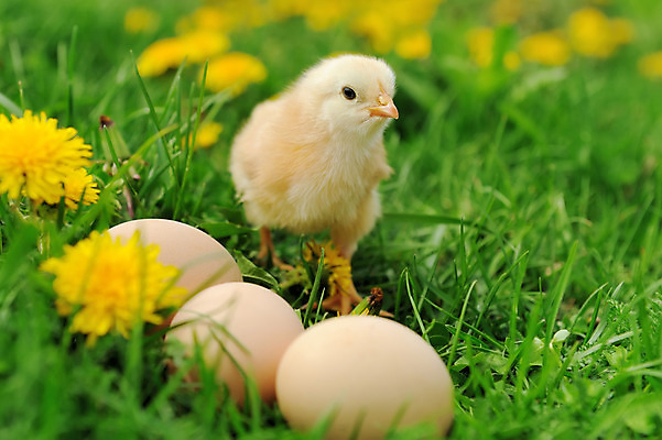포토 JPG 해외이미지 동물 1 계절 백그라운드 날개 자연 조류 휴가 부활절 병아리 사람없음 야외 초록색 반려동물 컬러풀 농장 노란색 계란 치킨 가축 봄 흰색 아기 신생아 그리기 달콤 작음 깃털 부리 부드러움 솜털 부화 수탉 암탉 생존 해외202004 해외포토 기념일 컬러 농업 모션 사람 알 닭 감각 맛 크기 암컷 수컷 생태계 닭고기요리 파일형식 이미지허브
