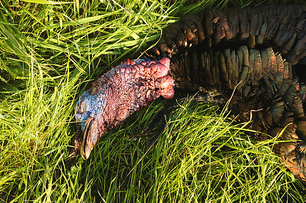 포토 JPG 해외이미지 남자 성공 수염 사람없음 빨간색 파란색 죽음 쌍 깃털 사냥 부리 사냥꾼 칠면조 해외202004 해외포토 직업 컬러 컨셉 조류 사람 파일형식 이미지허브