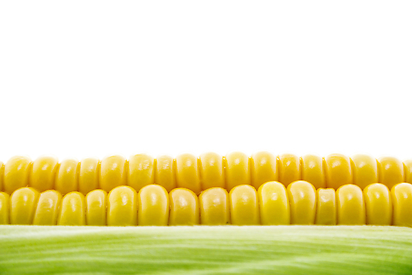 포토 JPG 해외이미지 음식 백그라운드 잎 농업 다이어트 채소 과일 재료 자연 건강 옥수수 씨앗 사람없음 초록색 농작물 농장 노란색 환경 정원 식사 젖음 수확 성장 껍질 가을 흰색 신선 황금 달콤 맛 낟알 유기농 알맹이 날것 귀 고립 숙성 채식주의자 해외202004 해외포토 식물 웰빙 계절 산업 컬러 컨셉 곡류 신체부위 생태계 채식 파일형식 이미지허브