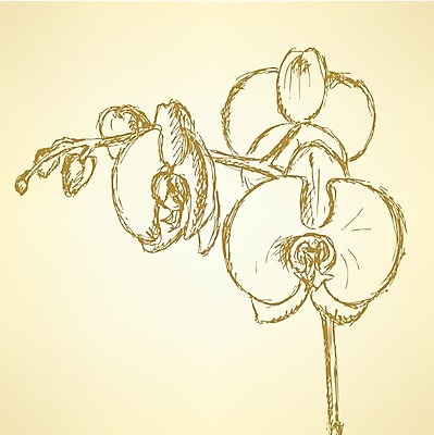 EPS 해외이미지 식물 손 디자인 꽃잎 꽃 꽃다발 백그라운드 컨셉 잎 꽃무늬 일러스트 자연 추상 잉크 미술 그래픽 장식 컬러풀 연필 펜 정원 페인트 수확 벚꽃 신용카드 그리기 난초 스케치 심볼 타일 그림 복고 판화 고립 그런지 엘리먼트 현실 해외202004 해외일러스트 컬러 무늬 농업 모션 문화예술 학용품 신체부위 금융 필기구 생태계 파일형식 벡터 이미지허브