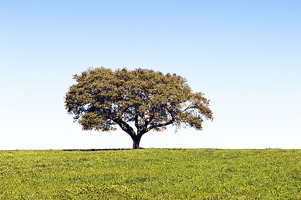포토 JPG 해외이미지 나무 식물 밭 농업 자연 하늘 날씨 추상 풍경 사람없음 야외 초록색 파란색 농작물 컬러풀 농장 농경지 환경 봄 수확 시골 신선 고독 땅 밀 언덕 장면 지역 양귀비 평야 수평선 해외202004 해외포토 계절 꽃 감정 산업 컬러 무늬 곡류 생태계 파일형식 이미지허브
