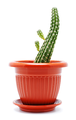 포토 JPG 해외이미지 식물 꽃 화초 백그라운드 자연 선인장 주택 건조 실내 사람없음 세로 초록색 유행 고통 사막 성장 흰색 가시 상처 냄비 위험 작음 큼 갈증 날카로움 가뭄 스파이크 고립 골무 심기 해외202004 해외포토 감정 컬러 컨셉 모션 날씨 내부 건물 솥 크기 생태계 파일형식 이미지허브