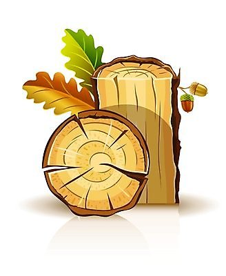 EPS 해외이미지 나무 식물 백그라운드 잎 과일 일러스트 부분 자연 목재 초록색 세트 갈색 껍질 흰색 장작 자르기 오브젝트 그림 도토리 나무껍질 잡동사니 내추럴 고립 수목 해외202004 해외일러스트 컬러 재료 모션 견과류 생태계 파일형식 벡터 이미지허브