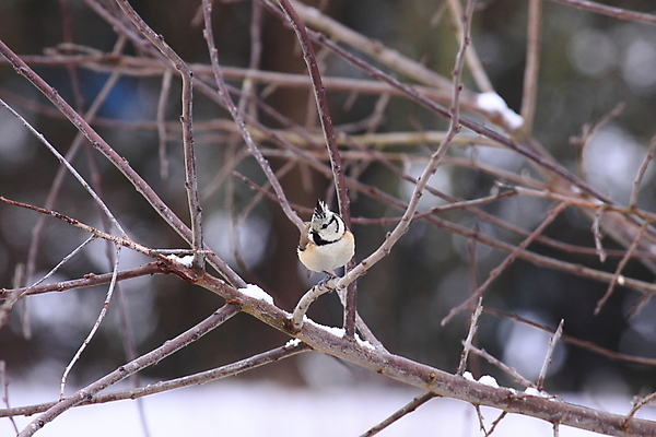 포토 JPG 해외이미지 나무 동물 열매 야생동물 백그라운드 크리스마스 겨울 날개 자연 조류 휴가 앉기 사람없음 야외 빨간색 축제 추위 흰색 나뭇가지 관찰 황무지 12월 자르기 깃털 부리 서식지 계산서 고립 동물상 뒤뜰 해외202004 해외포토 식물 계절 기념일 컬러 모션 조형물 날짜 생태계 파일형식 이미지허브