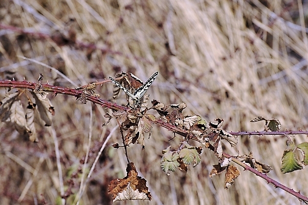 포토 JPG 해외이미지 동물 야생동물 나비 곤충 날개 자연 생물 사람없음 여름 컬러풀 노란색 고립 취급주의 해외202004 해외포토 계절 컬러 경고 생태계 파일형식 이미지허브