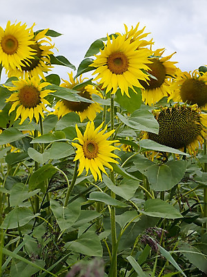 포토 JPG 해외이미지 식물 꽃잎 밭 농업 해바라기 사람없음 노란색 경작 낟알 해외202004 해외포토 꽃 산업 컬러 농사 파일형식 이미지허브