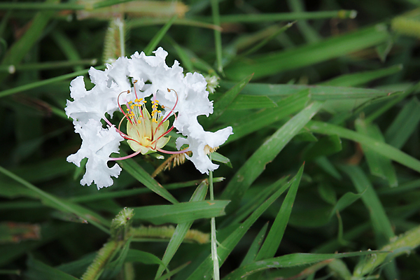 포토 JPG 해외이미지 나무 식물 계절 꽃잎 꽃 길 분홍색 백그라운드 잎 꽃무늬 자연 아침 발렌타인데이 잔디 사람없음 초록색 컬러풀 햇빛 환경 정원 봄 벚꽃 흰색 나뭇가지 시골 신선 개화 방법 줄서기 해외202004 해외포토 주간 컬러 무늬 모션 데이이벤트 태양 생태계 파일형식 이미지허브