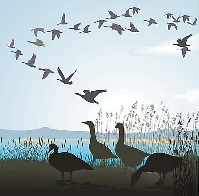 EPS 해외이미지 모양 동물 디자인 계절 실루엣 야생동물 백그라운드 날개 일러스트 자연 조류 지팡이 산 풍경 야외 그래픽 초록색 가을 그룹 깃털 그림 거위 고립 전후 해외202004 해외일러스트 컬러 촬영기법 비교 생태계 파일형식 벡터 이미지허브
