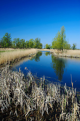 포토 JPG 해외이미지 나무 공원 자연 하늘 국립공원 갈대 풍경 사람없음 야외 초록색 물 파란색 강 반사 노란색 개울 숲 네덜란드 해외202004 해외포토 자연요소 식물 공공시설 유럽 컬러 생태계 파일형식 이미지허브