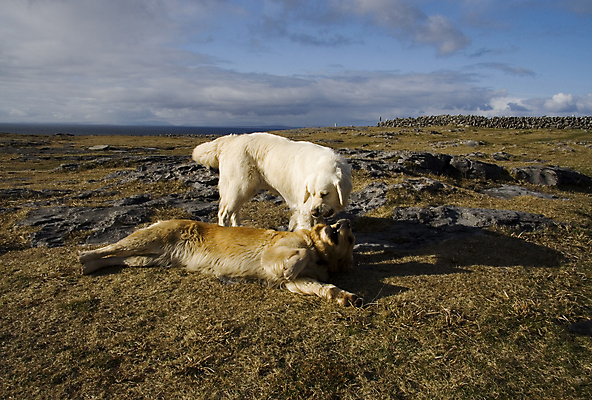 포토 JPG 해외이미지 동물 바다 포즈 2 사람없음 물 여름 반려동물 노란색 머리카락 게임 바위 흰색 막대기 황금 개 리트리버 래브라도리트리버 대서양 무료 해외202004 해외포토 자연요소 계절 컬러 포유류 놀이 머리 돌_바위 파일형식 이미지허브