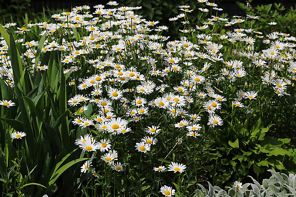 포토 JPG 해외이미지 식물 계절 공원 꽃잎 꽃 줄기 백그라운드 잎 자연 사람없음 야외 장식 초록색 노란색 환경 정원 봄 벚꽃 흰색 침대 그룹 허브 원예 데이지 화단 내추럴 생태학 캐모마일 많음 그리너리 해외202004 해외포토 공공시설 교육 컬러 가구 컨셉 취미 생태계 파일형식 트랜드컬러 이미지허브