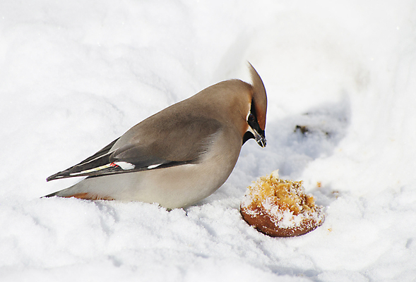 포토 JPG 해외이미지 나무 식물 동물 응시 공원 야생동물 음식 겨울 자연 조류 하늘 건조 사람없음 빛 태양 추위 나뭇가지 다발 부리 해외202004 해외포토 자연요소 시선 계절 공공시설 생태계 파일형식 이미지허브