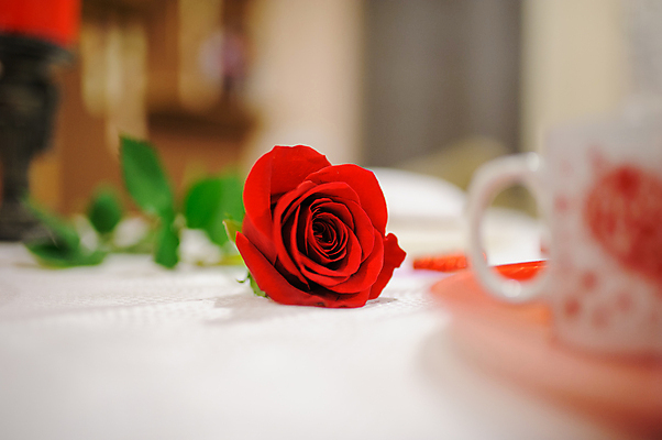 포토 JPG 해외이미지 식물 디자인 기념일 꽃잎 꽃 꽃다발 결혼 백그라운드 잎 꽃무늬 패턴 자연 결혼식 휴가 발렌타인데이 선물 사랑 사람없음 장식 빨간색 초록색 장미 정원 봄 벚꽃 흰색 축하 인사 신선 신용카드 심볼 오브젝트 싱글 질감 열정 제비 내추럴 고립 해외202004 해외포토 계절 감정 컬러 컨셉 무늬 데이이벤트 조류 이벤트 금융 예절 생태계 파일형식 이미지허브