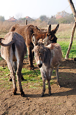 포토 JPG 해외이미지 동물 응시 여자 얼굴 밭 농업 포유류 자연 사람없음 초록색 여름 농장 갈색 머리 회색 시골 귀 당나귀 밭일 해외202004 해외포토 시선 계절 산업 컬러 사람 신체부위 말_동물 생태계 파일형식 이미지허브