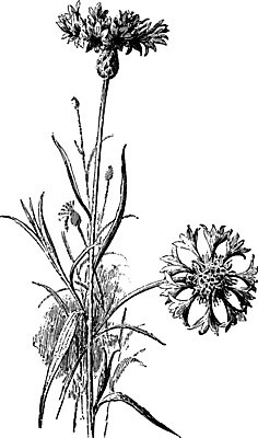 EPS 해외이미지 식물 꽃 선 분홍색 일러스트 미술 파란색 보라색 검은색 미국 수확 흰색 그림 북쪽 판화 수레국화 세련 해외202004 해외일러스트 컬러 북아메리카 농업 문화예술 방향 파일형식 벡터 이미지허브