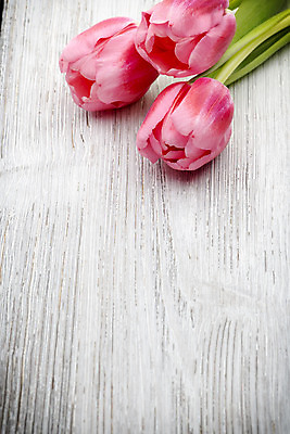 포토 JPG 해외이미지 식물 계절 꽃잎 꽃 분홍색 꽃다발 백그라운드 잎 꽃무늬 자연 부활절 사람없음 목재 초록색 머리 봄 튤립 벚꽃 다발 해외202004 해외포토 나무 기념일 컬러 무늬 재료 신체부위 생태계 파일형식 이미지허브