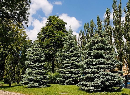 포토 JPG 해외이미지 나무 구름 공원 백그라운드 하늘 잔디 사람없음 초록색 여름 파란색 컬러풀 크리스마스트리 봄 나뭇가지 숲 상록수 침엽수 전나무 원뿔 미루나무 해외202004 해외포토 자연요소 도형 식물 계절 공공시설 컬러 크리스마스 파일형식 이미지허브