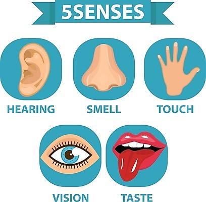 EPS 해외이미지 손 디자인 응시 신체 일러스트 부분 손가락 미술 사람 그래픽 세트 듣기 터치 입 감각 오르간 맛 만화 혀 수집 심볼 입술 사인 그림 코 냄새 귀 비전 5 청각 고립 해외202004 해외일러스트 시선 컨셉 모션 문화예술 신체부위 숫자 건반악기 파일형식 벡터 이미지허브