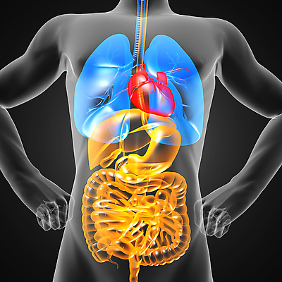 포토 JPG 해외이미지 교육 남자 신체 부분 해부 엑스레이 실내 건강 병원 사람 성인 사람없음 약 검은색 진료 환자 의사 광선 오르간 질병 흉부 생물학 간 몸통 외과 췌장 궤 방사선 복근 해외202004 해외포토 컬러 의학 근육 내부 신체부위 의료진 장기_의학 건반악기 호흡기관 파일형식 이미지허브