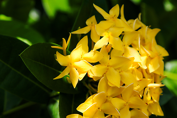 포토 JPG 해외이미지 나무 식물 공원 꽃잎 꽃 아시아 줄기 분홍색 꽃다발 백그라운드 잎 꽃무늬 오렌지 자연 선인장 사람없음 야외 장식 빨간색 초록색 컬러풀 노란색 정원 성장 벚꽃 흰색 신선 개화 황금 우아함 인도인 유기농 원예 상록수 스파이크 내추럴 힌두교 해외202004 해외포토 외국인 웰빙 공공시설 나라 종교 컬러 컨셉 무늬 과일 동양인 취미 생태계 파일형식 이미지허브
