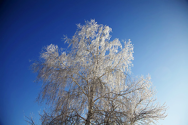 포토 JPG 해외이미지 나무 식물 계절 백그라운드 겨울 자연 하늘 날씨 풍경 사람없음 야외 목재 파란색 햇빛 환경 냉동 얼음 추위 흰색 나뭇가지 시원함 12월 크리스탈 빙하 서리 장면 눈내림 해외202004 해외포토 자연요소 컬러 재료 눈_날씨 태양 날짜 광석 생태계 파일형식 이미지허브