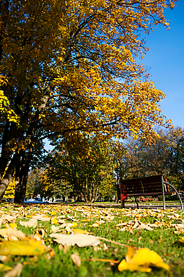 포토 JPG 해외이미지 나무 계절 공원 백그라운드 단풍 잎 벤치 오렌지 자연 사람없음 야외 노란색 가을 황금 해외202004 해외포토 식물 공공시설 컬러 의자 과일 생태계 파일형식 이미지허브