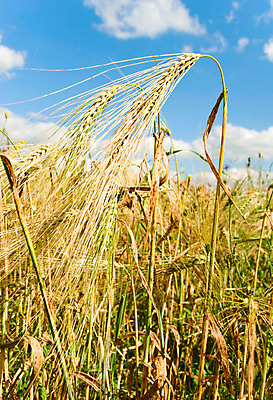 포토 JPG 해외이미지 식물 열매 빵 백그라운드 밭 농업 자연 하늘 건조 건강 옥수수 씨앗 사람없음 농작물 농장 노란색 머리 우주 식사 수확 황금 닫기 농부 주머니 낟알 밀 굽기 수집 보리 귀 부드러움 스파이크 덩어리 제비 내추럴 고립 밭일 귀리 해외202004 해외포토 직업 산업 음식 컬러 모션 조류 곡류 신체부위 감각 구이 생태계 파일형식 이미지허브