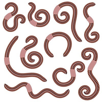 EPS 해외이미지 동물 지구 야생동물 분홍색 백그라운드 패턴 농업 신체 일러스트 자연 낚시 나선형 빨간색 세트 농장 흙 젖음 벌레 이슬 유혹 만화 생물학 각도 미끼 내추럴 기어가기 고립 동물상 끈적임 해외202004 해외일러스트 교육 산업 컬러 곤충 컨셉 무늬 모션 레저 조형물 생태계 파일형식 벡터 미술 문화예술 이미지허브