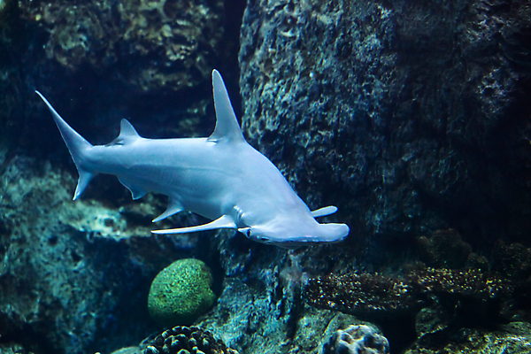 포토 JPG 해외이미지 사람없음 수중 상어 수족관 해외202004 해외포토 어류 파일형식 이미지허브