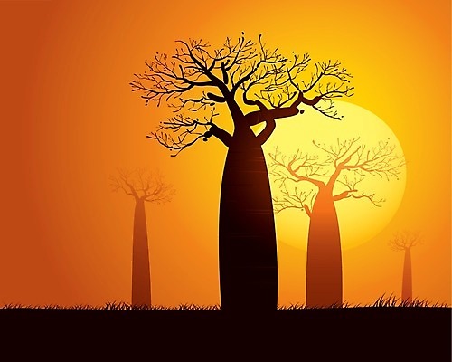 EPS 해외이미지 나무 실루엣 밭 오렌지 일러스트 아프리카 자연 건조 풍경 햇빛 황혼 일몰 우아함 큼 마다가스카르 옛날 평야 스타일 해외202004 해외일러스트 식물 나라 컨셉 농업 과일 촬영기법 태양 노을 크기 생태계 파일형식 벡터 이미지허브