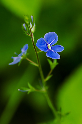 포토 JPG 해외이미지 식물 꽃잎 꽃 꽃다발 백그라운드 꽃무늬 자연 미술 사람없음 파란색 정원 봄 성장 흰색 신선 부식 질감 시트 고립 구성 영원 해외202004 해외포토 계절 컬러 무늬 문화예술 생태계 파일형식 이미지허브