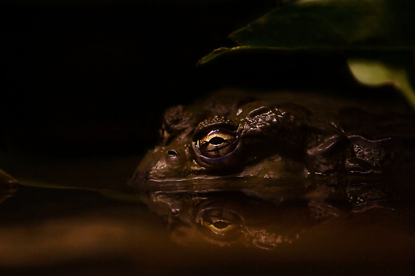 포토 JPG 해외이미지 동물 호수 잎 파충류 개구리 양서류 사람없음 물 어둠 야간 두꺼비 해외202004 해외포토 자연요소 식물 파일형식 이미지허브