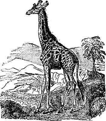 EPS 해외이미지 동물 야생동물 일러스트 자연 미술 풍경 검은색 수확 골동품 흰색 점 기린 그림 생물학 목 판화 내추럴 동물상 옛날 반추동물 해외202004 해외일러스트 교육 컬러 농업 포유류 문화예술 신체부위 조형물 생태계 파일형식 벡터 이미지허브