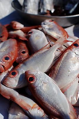 포토 JPG 해외이미지 아시아 분홍색 낚시 어류 사람없음 빨간색 신선 시장 해산물 해외202004 해외포토 나라 컬러 레저 수중동물 파일형식 이미지허브