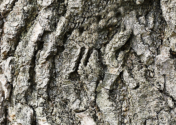 포토 JPG 해외이미지 나무 식물 디자인 계절 공원 줄기 백그라운드 패턴 자연 벽지 표면 추상 따뜻함 사람없음 야외 목재 세로 여름 갈색 노란색 맑음 회색 가을 나뭇가지 시골 거친 널 숲 낟알 묘사 질감 심플 나무껍질 자작나무 내추럴 그런지 수목 옛날 막 해외202004 해외포토 공공시설 컬러 무늬 재료 날씨 껍질 생태계 파일형식 이미지허브