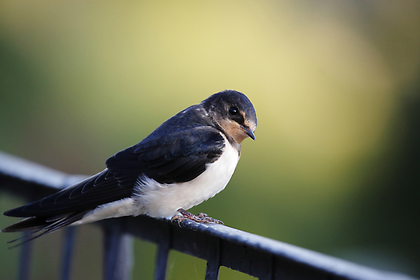 포토 JPG 해외이미지 동물 야생동물 자연 조류 앉기 사람없음 빨간색 파란색 검은색 흰색 작음 제비 철책 해외202004 해외포토 컬러 모션 크기 생태계 파일형식 이미지허브